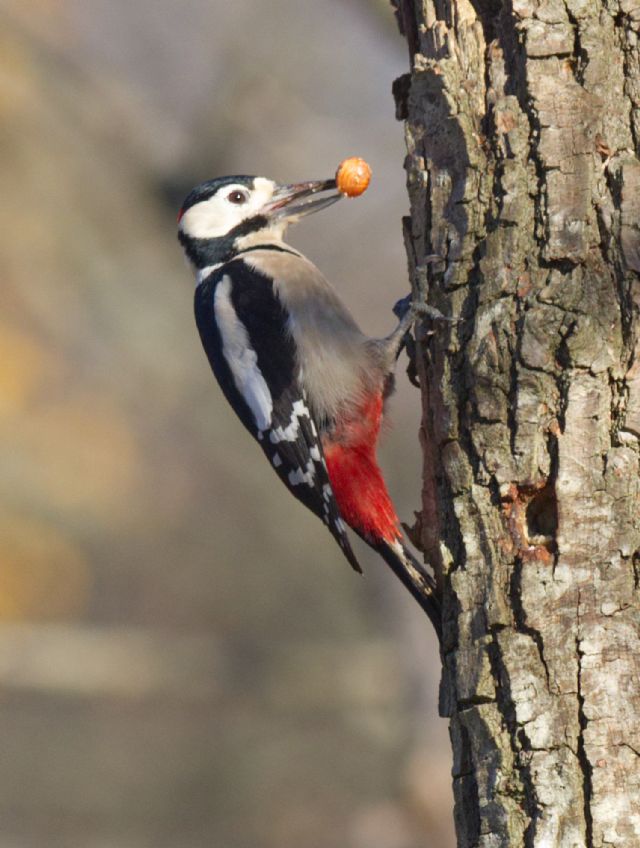Picchio rosso maggiore (Dendrocopos major), maschio